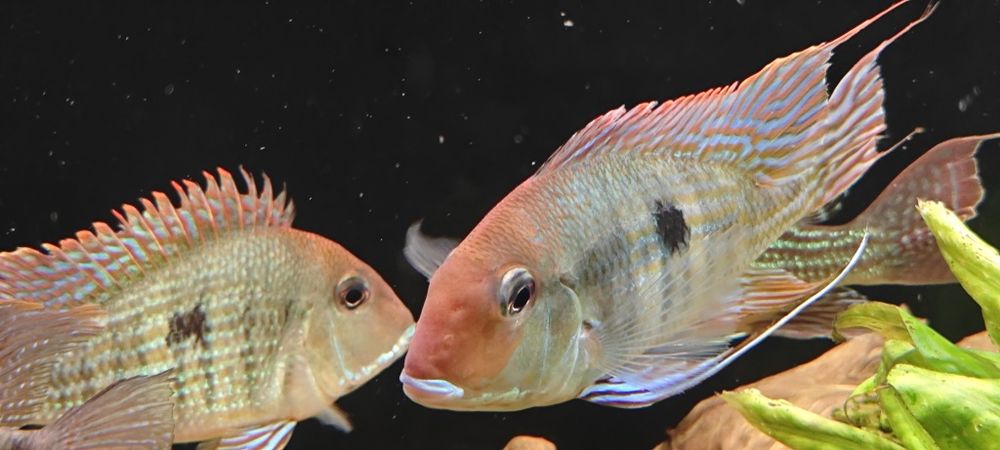 Ziemiojady geophagus Red head tapajos 3 sz