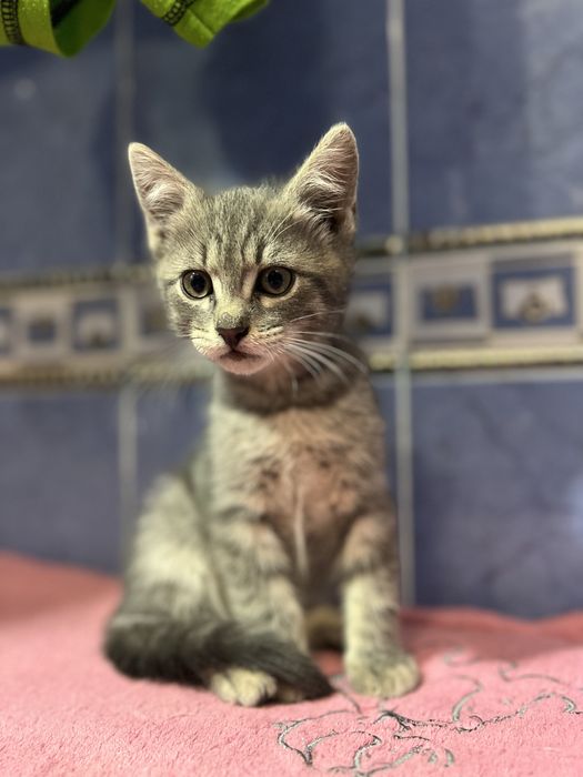Шукаємо дім котику Димку