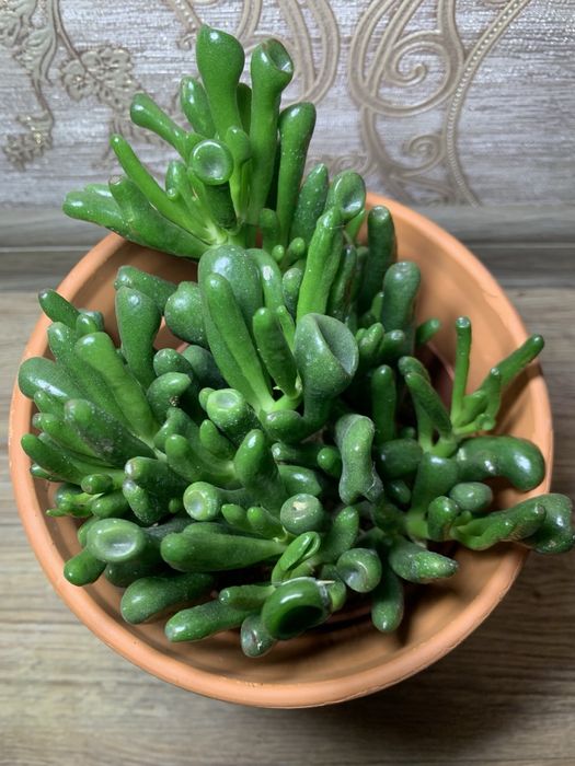 Красула Хоббіт /  Hobbit