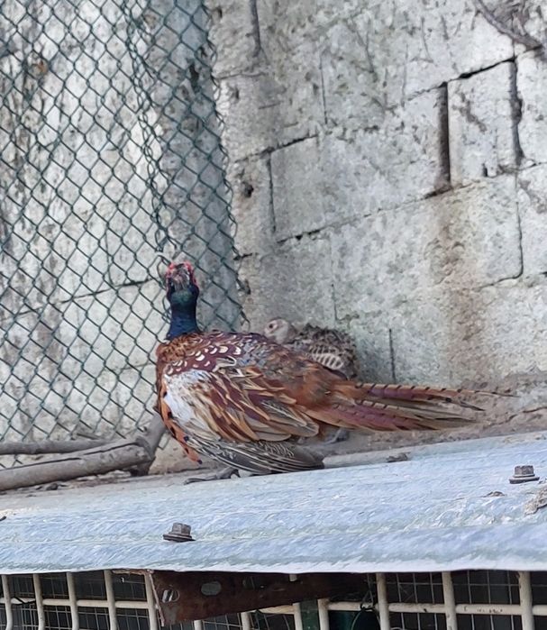 Casal de Faisões