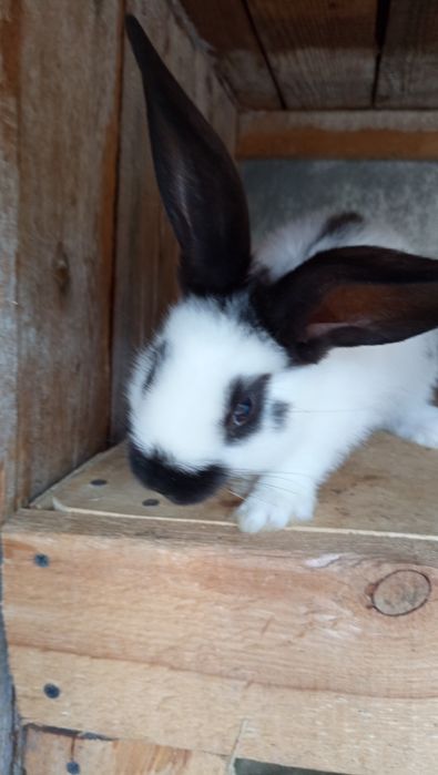 Продам НСВ кроликів