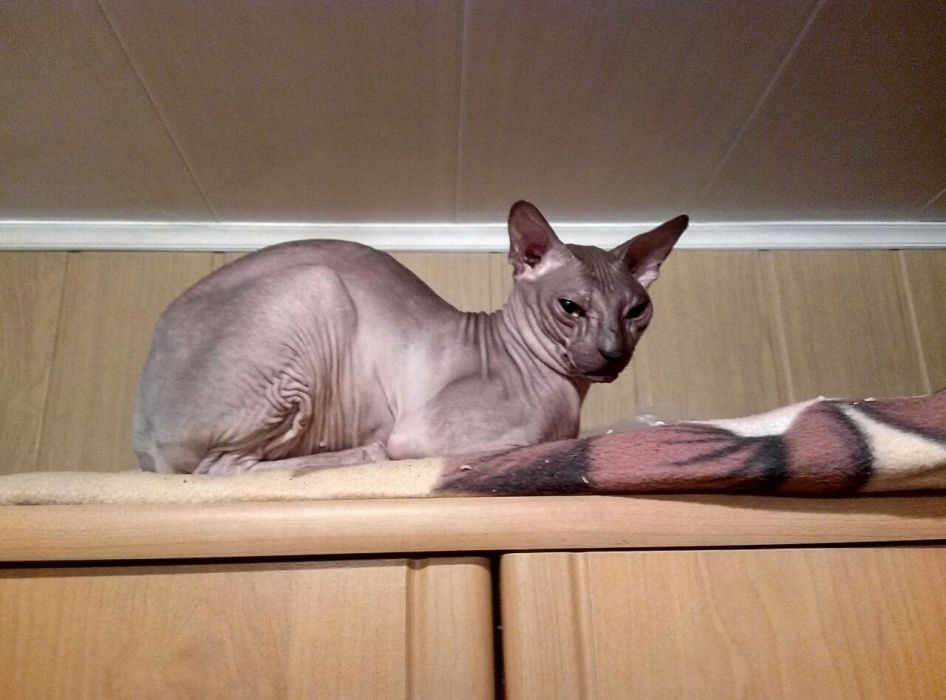 донской сфинкс вязка