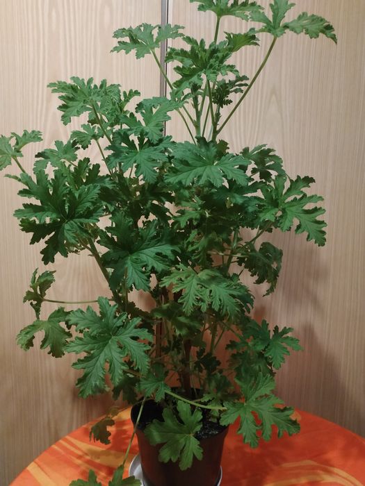 Geranium, cytrynka, pelargonia pachnąca, roślina zdrowotna
