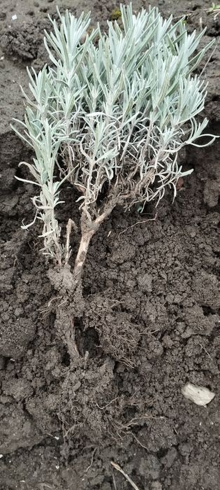 Посадковий матеріал лаванди