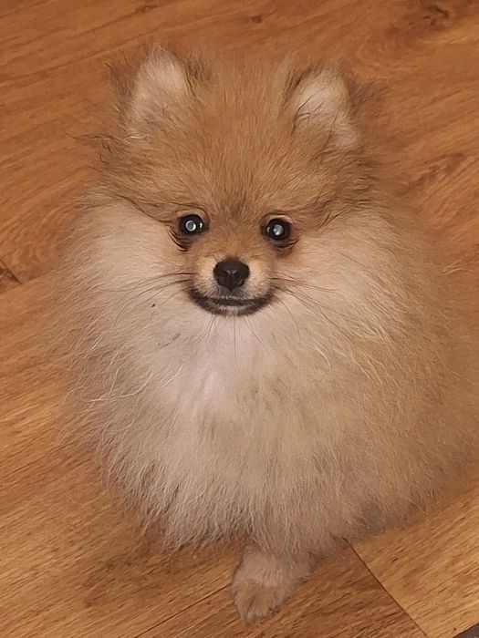 Мальчик померанского шпица