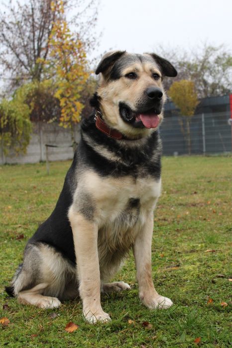 Borys - właściciel zmarł, a Borys tęskni! Cudowny psiak do adopcji