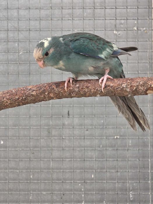 Kakarikis Verdes, Amarelos, Azuis, Cremes, Spangle