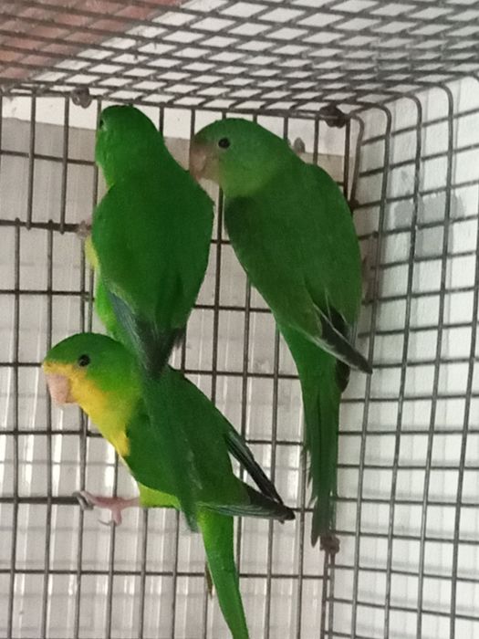 Casal Periquito limão