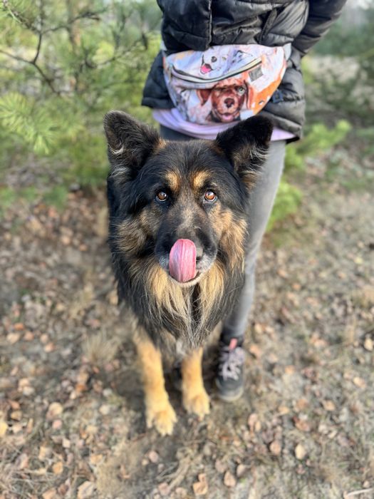 Hades - piękny owczarek niemiecki do adopcji!