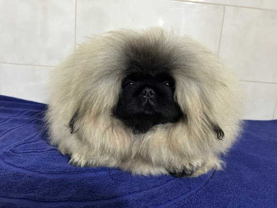 Пекінес Нова водолага