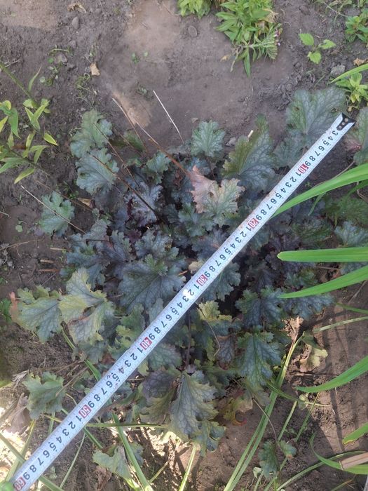 Żurawka sadzonka 50cm