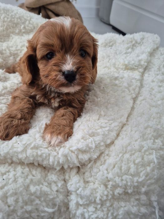 Cavapoo F1 Cavalier - Pudel