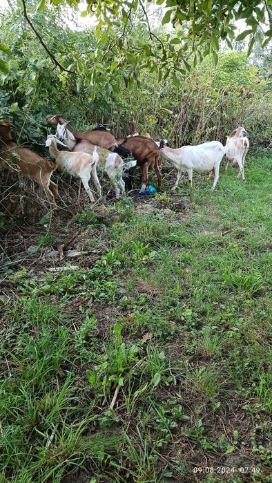Продам англо-нубійські кози і козлики.