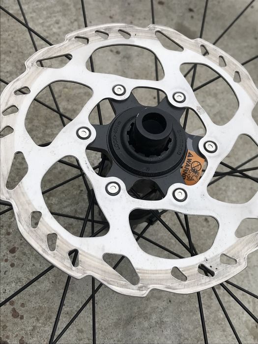 Kolo rose twenty five