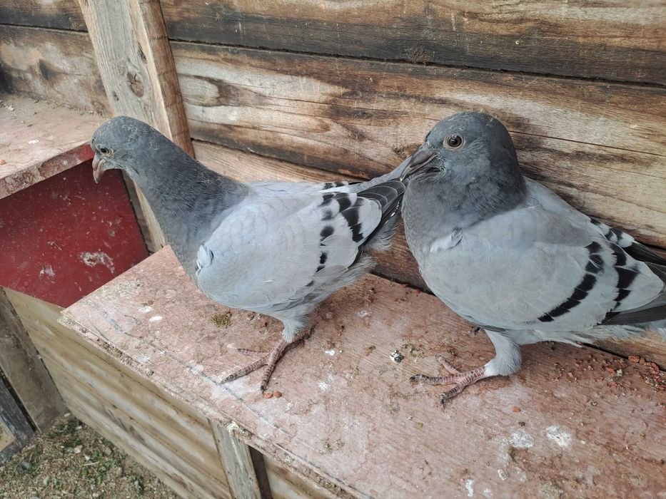 Golebie pocztowe mlode