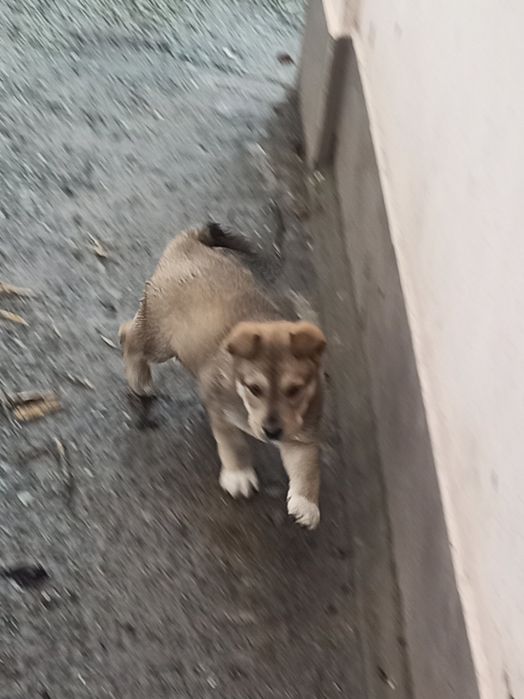 Красивые щенки в хорошие руки