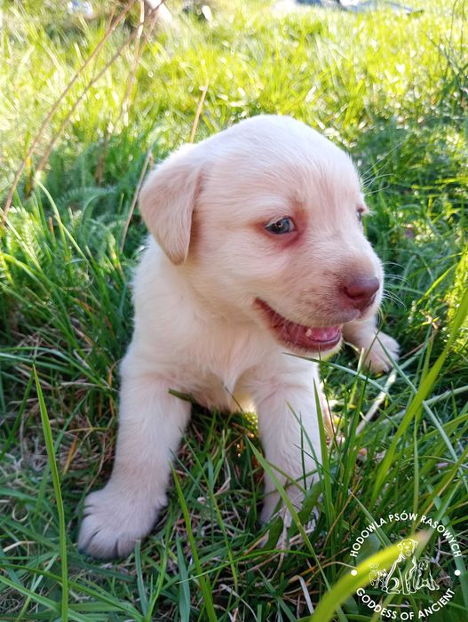 Labrador retriever biszkoptowa suczka rodowód