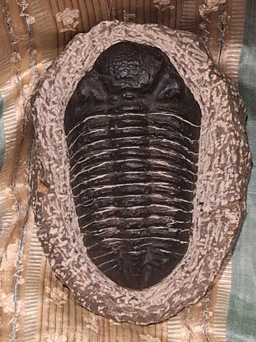Fóssil de Trilobite (Espécie Phacops) – Exemplar de Coleção
