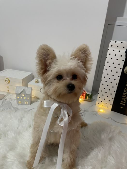 Помапу — Наймякші лапки цього літа