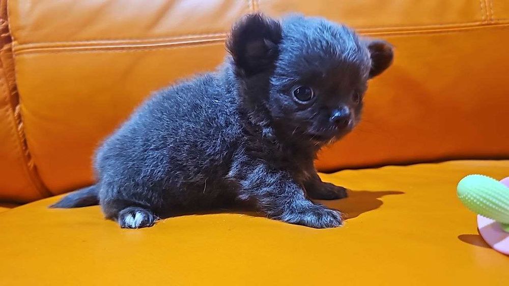 Długowłosy chłopiec chihuahua