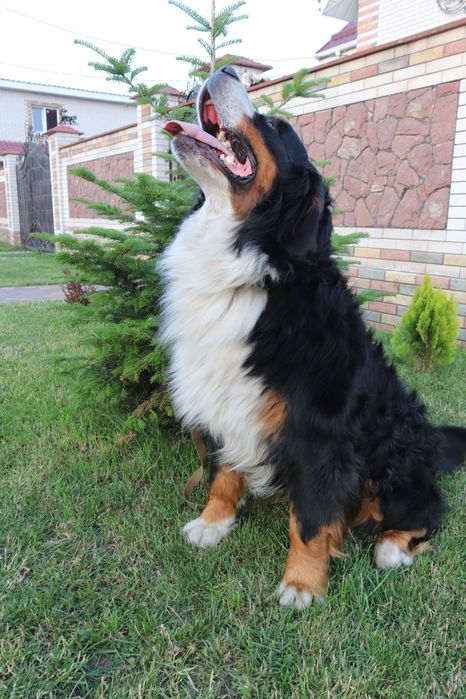 Файний хлопчик КСУ в’язка