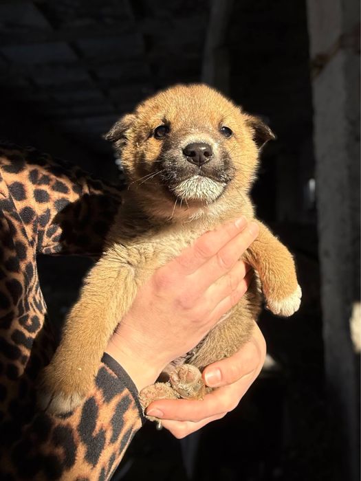 цуценята в добрі руки