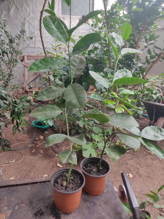 Лимон Київський крупноплідний