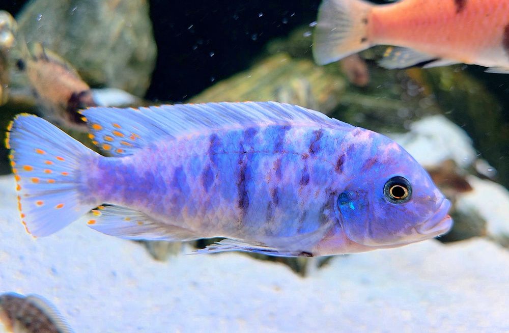 Metriaclima zebra Chizumulu