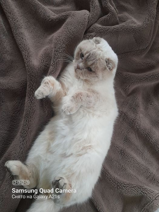 Шотландский кот вислоухий