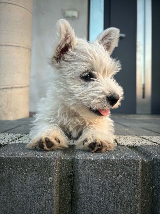 West highland white terrier