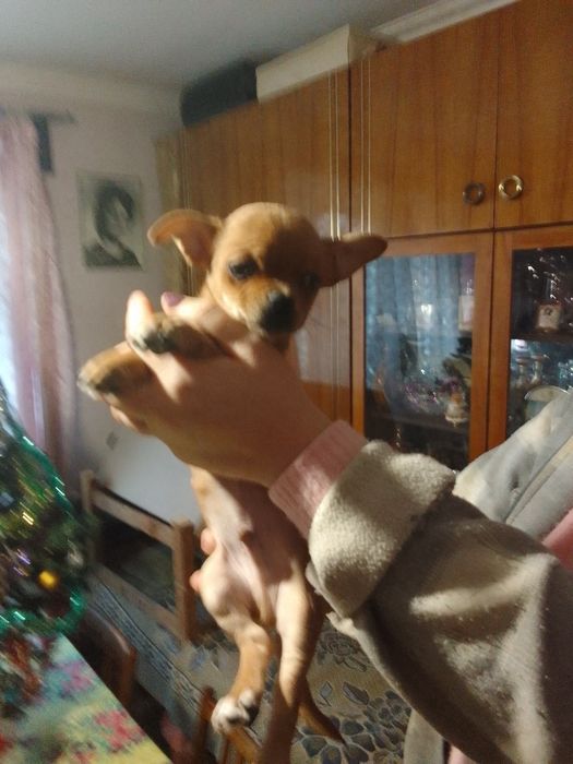 Продам щена ЧіхуаХуа хлопчик 2,5 місяці. Кофейний. Ігривий,їсть все.