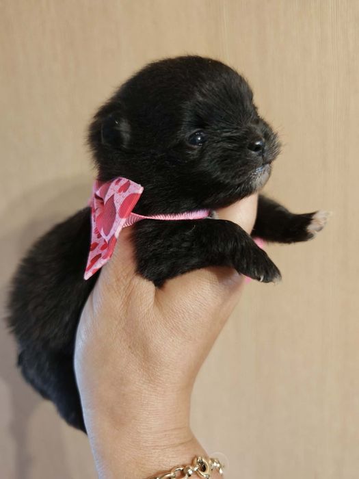 Szpic miniaturowy pomeranian suczka 1