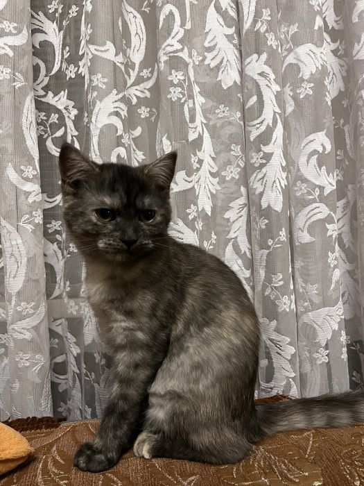 Кішка - підліток