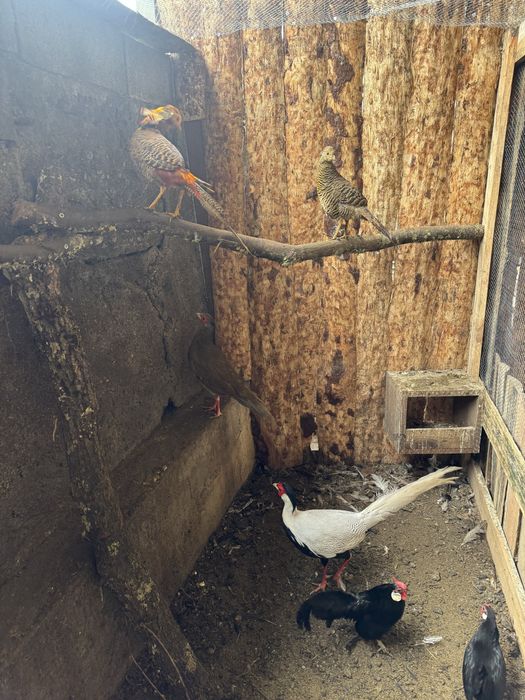 Faisoes dourados e prateados