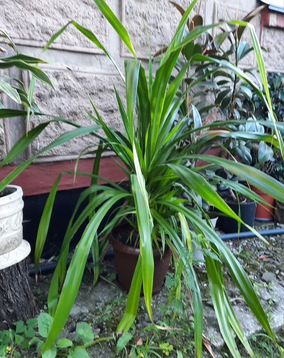 Кімнатні рослини