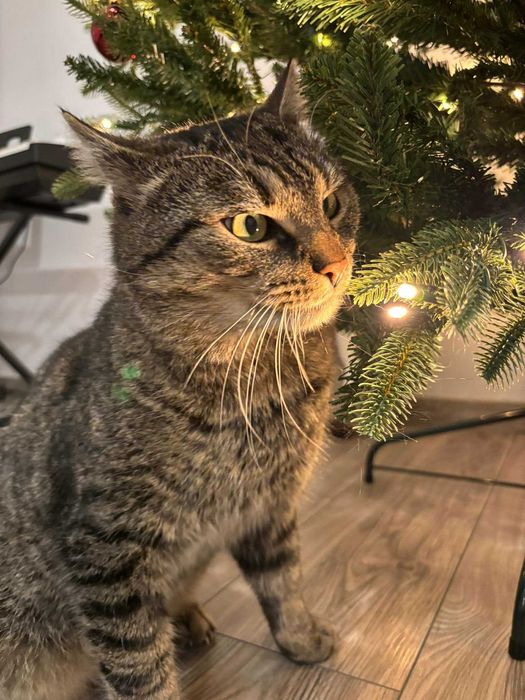 Boczek  - dwuletni przytulas poleca się do adopcji.