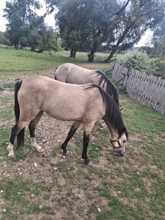 kuc walijski _ welsh pony COB  jelenia buckskin