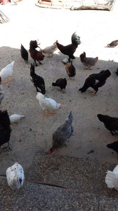Vende-se casais de galinhas Pavloskaya puras,barbue duccle milflores,