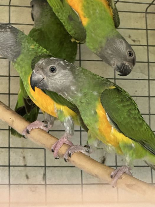 Poicephalus senegalus