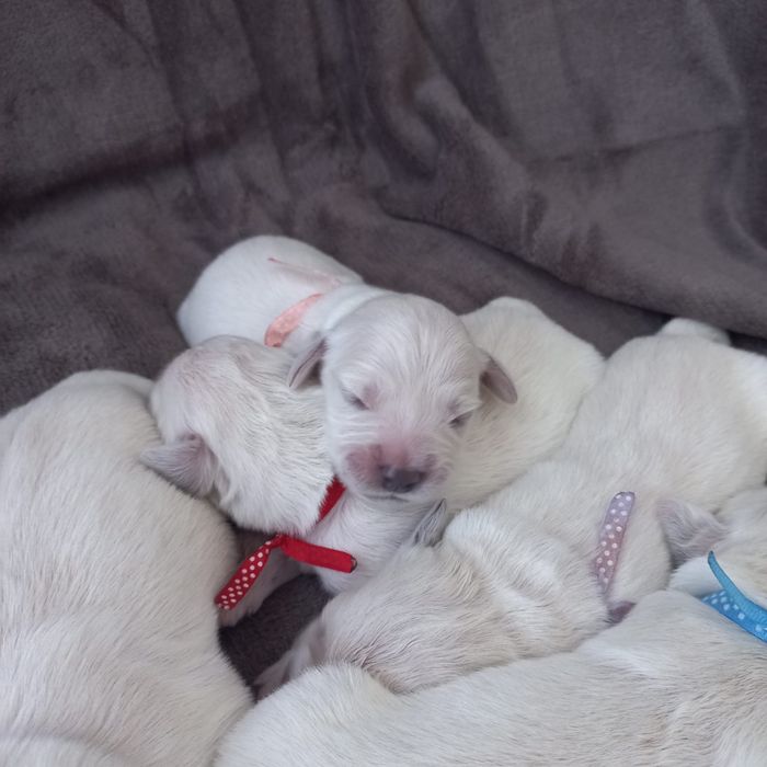 Słodki Gloden Retriever