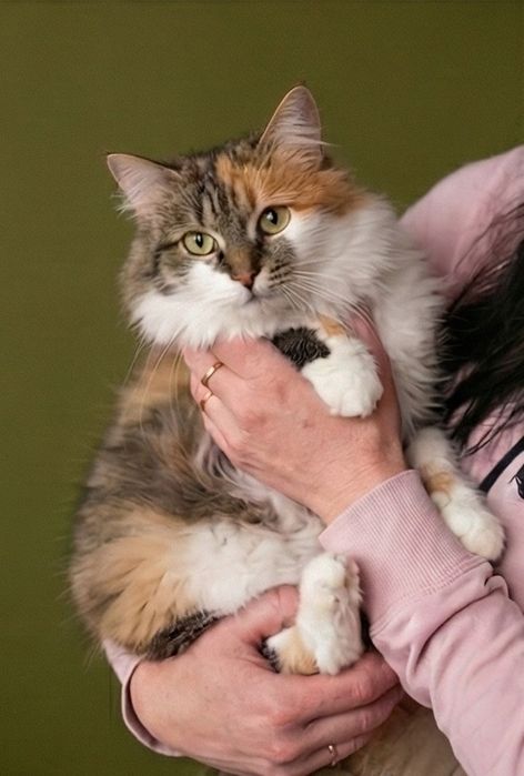 Розкішна триколірна  киця! Стерилізована!