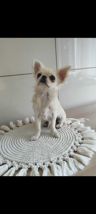 Piesek długowłosy chihuahua ZkwP FCI