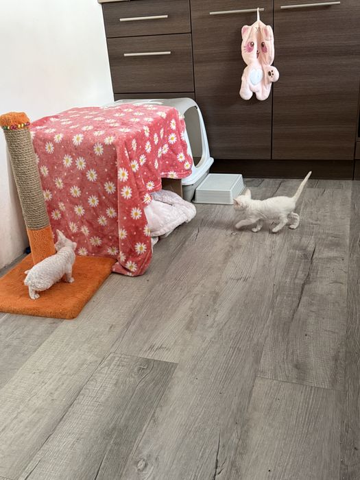 Красивенные котята от выставочных родителей