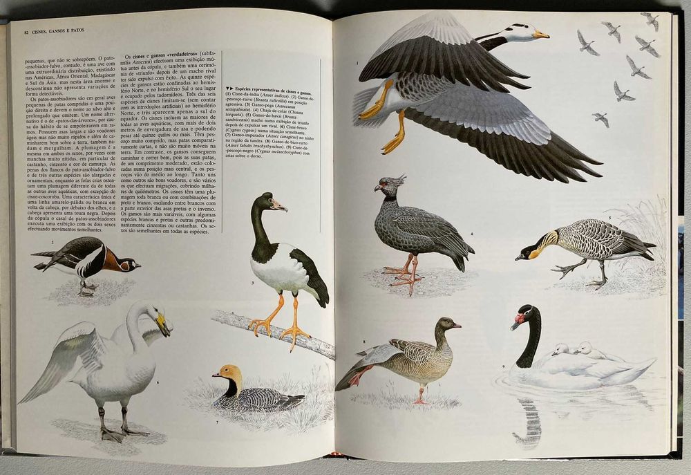 Aves   Aquáticas