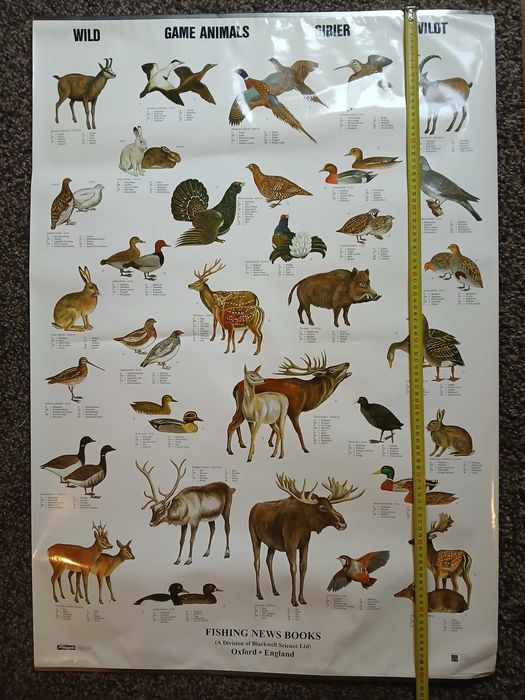 cartazes/posters animais e plantas