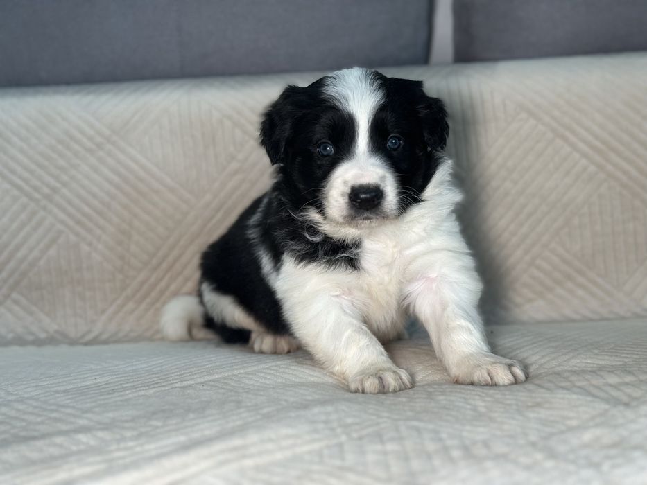 Pies border collie czarno biały