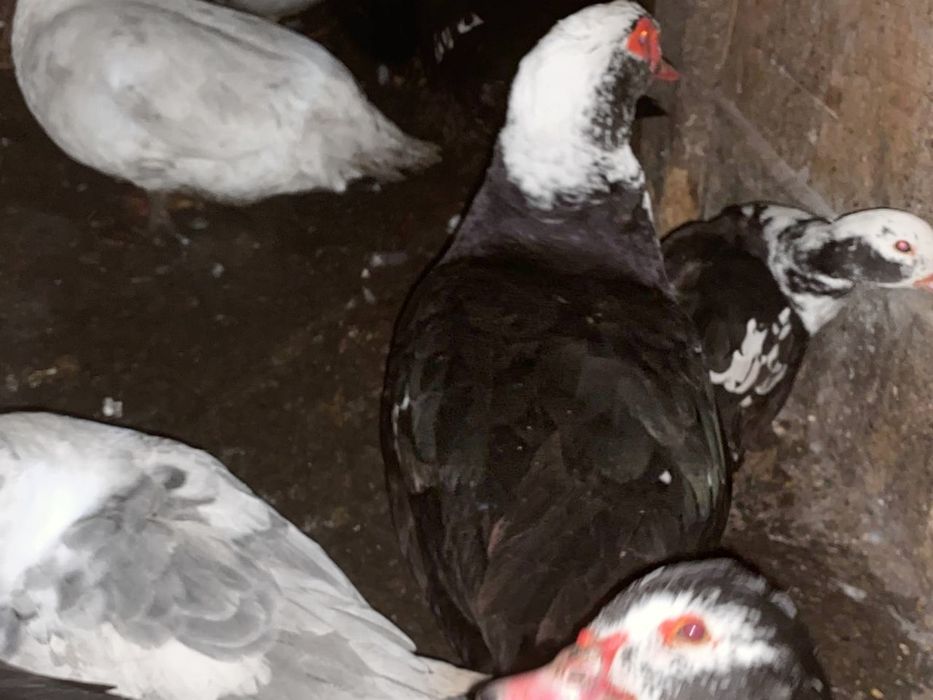 Селезень разных окрасов