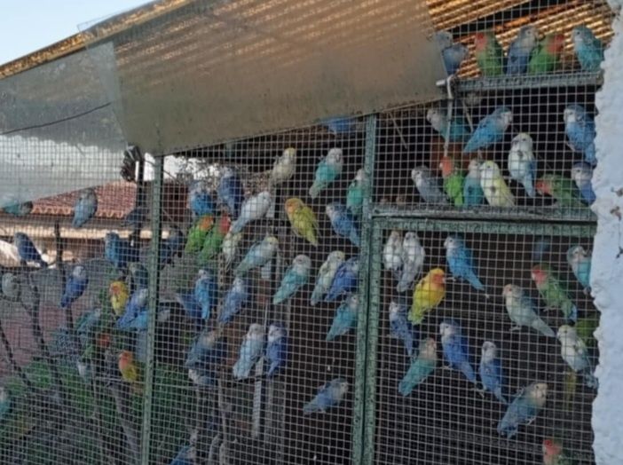 Agapornis Roseicollis