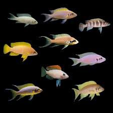 Vendo vários ciclideos africanos Malawi Tanganica e vitória