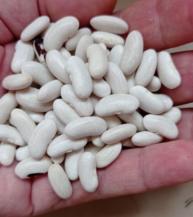 Продам квасолю п'яти сортів,врожай 2023 року